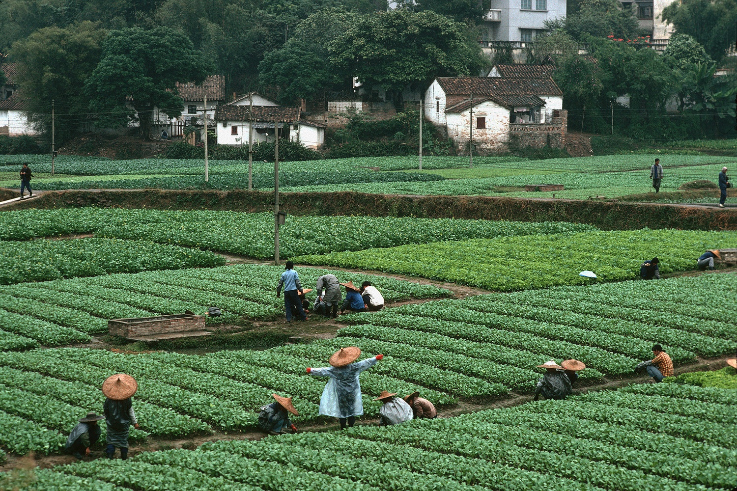 bill-hocker-urban-farm-guangzhou-china-1979