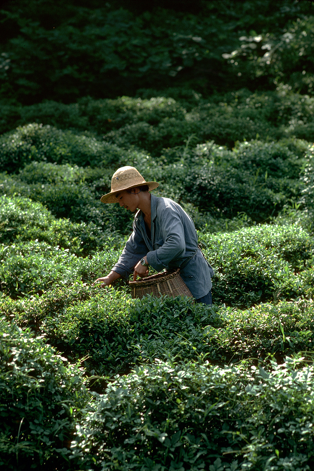 bill-hocker-tea-zhejiang-china-1981