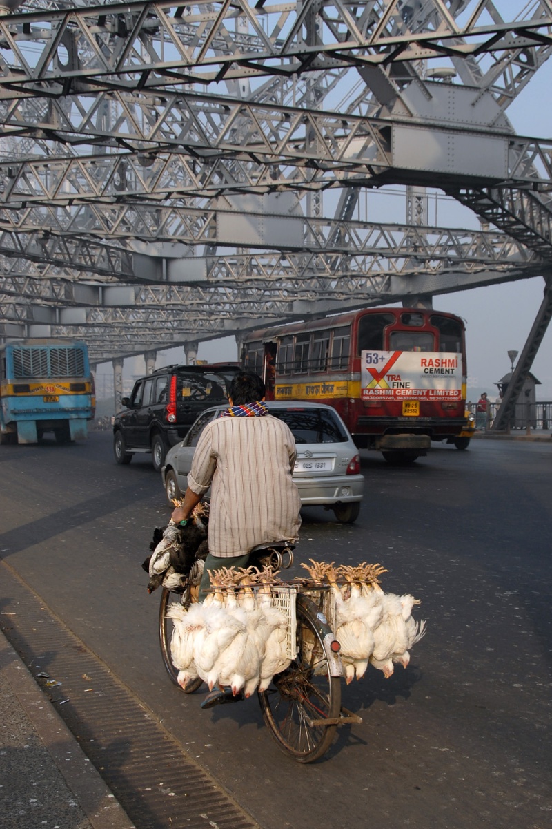 bill-hocker-bird-transport-kolkata-india-2007