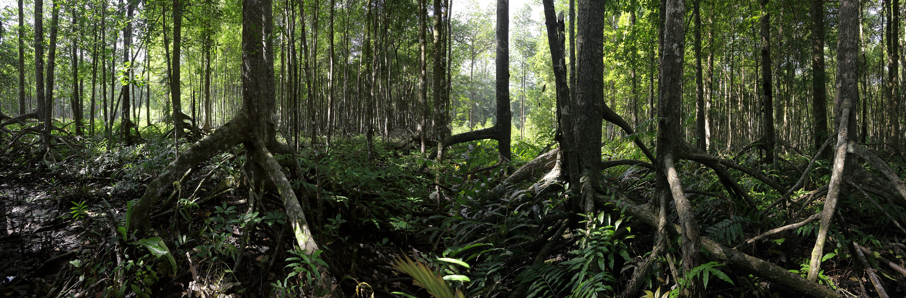 bill-hocker-mangroves-malaysia-2014