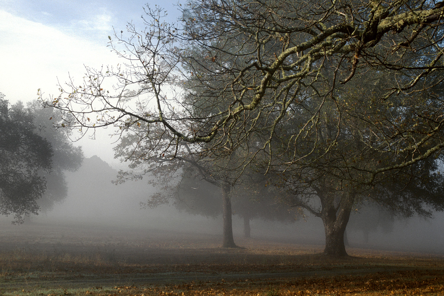bill-hocker-winter-fog-twin-brook-farm-california-2000