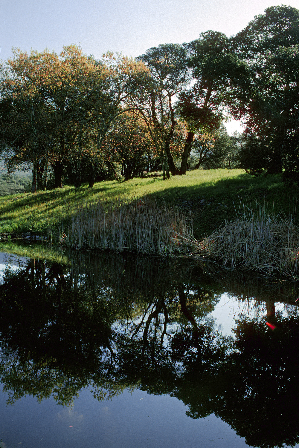 bill-hocker-the-pond-in-spring-twin-brook-farm-california-2001