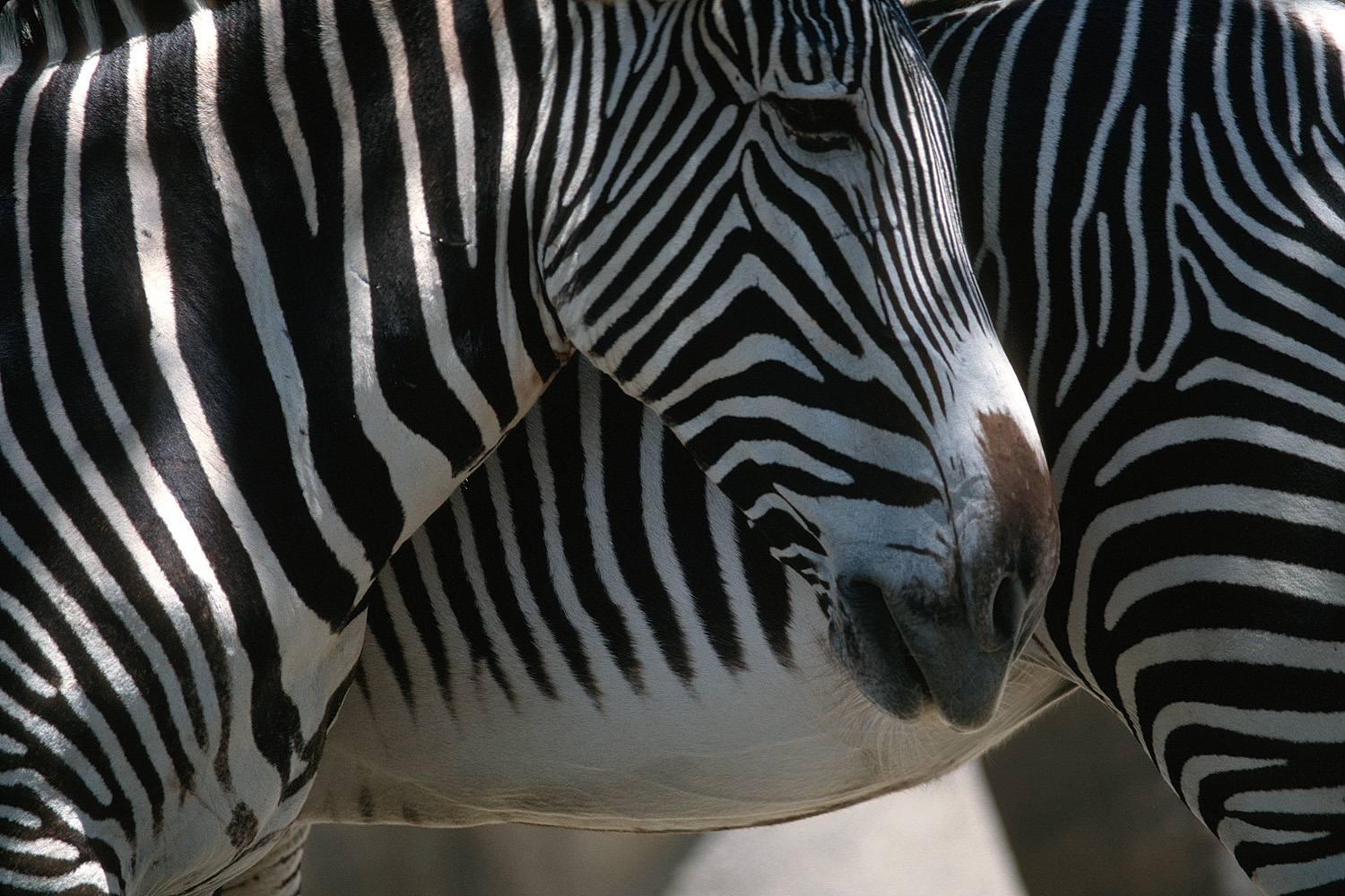 bill-hocker-zebras-san-diego-zoo-san-diego-california-1979