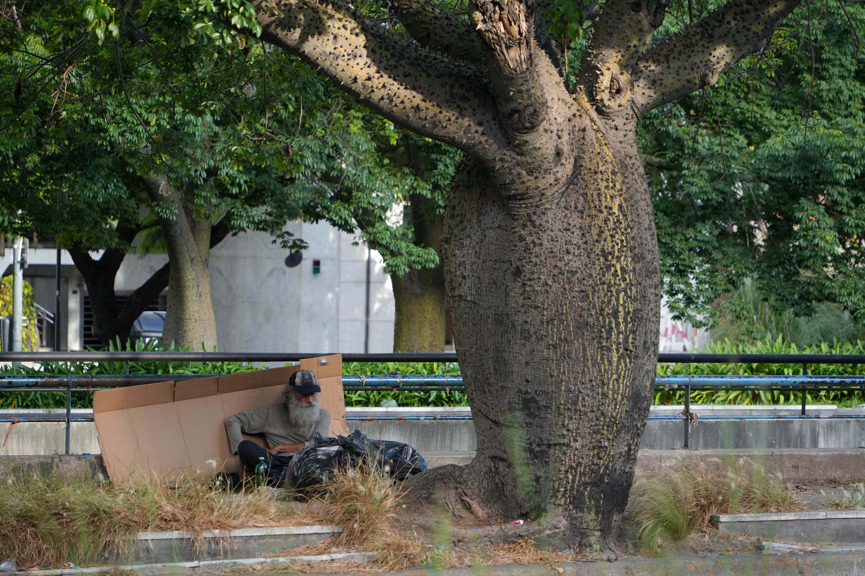 bill-hocker-palo-borracho-tree-av-9-de-julio-buenos-aires-argentina-2025