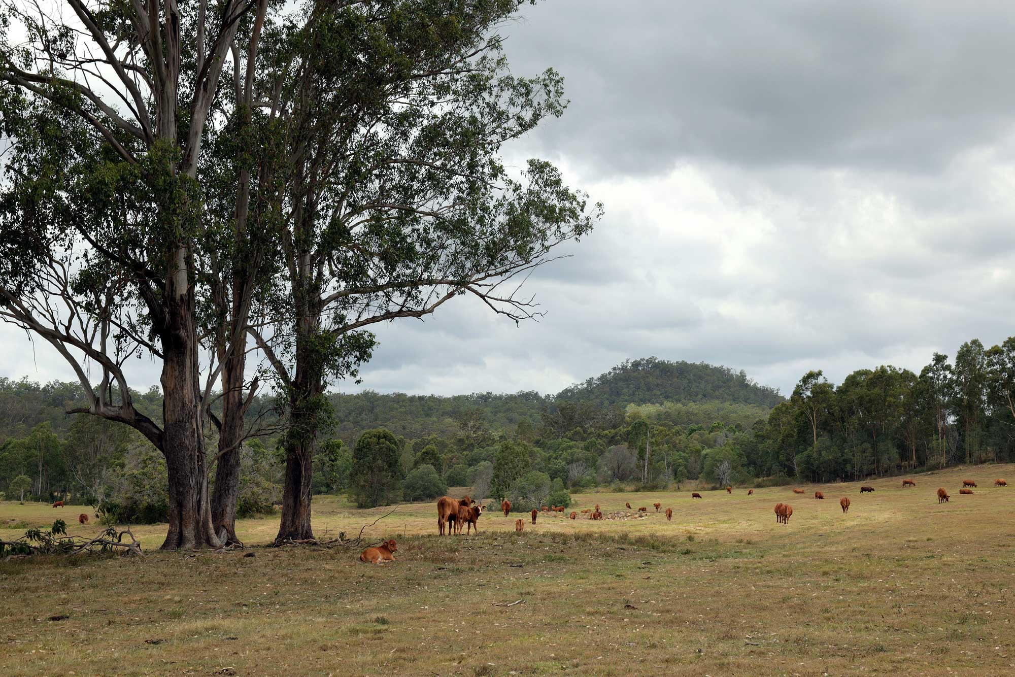 bill-hocker-cattle-ranch-queensland-australia-2022