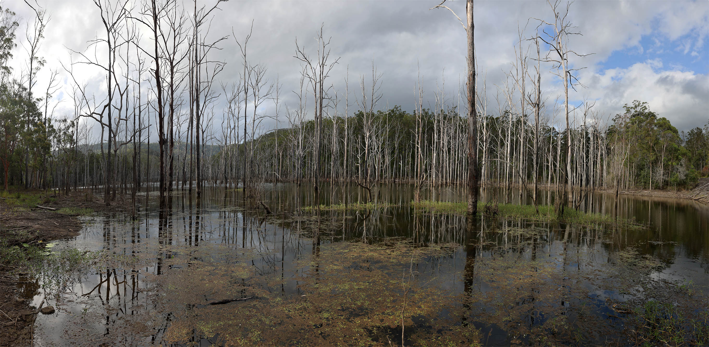 bill-hocker-advancetown-lake-springbrook-national-park-queensland-australia-2022