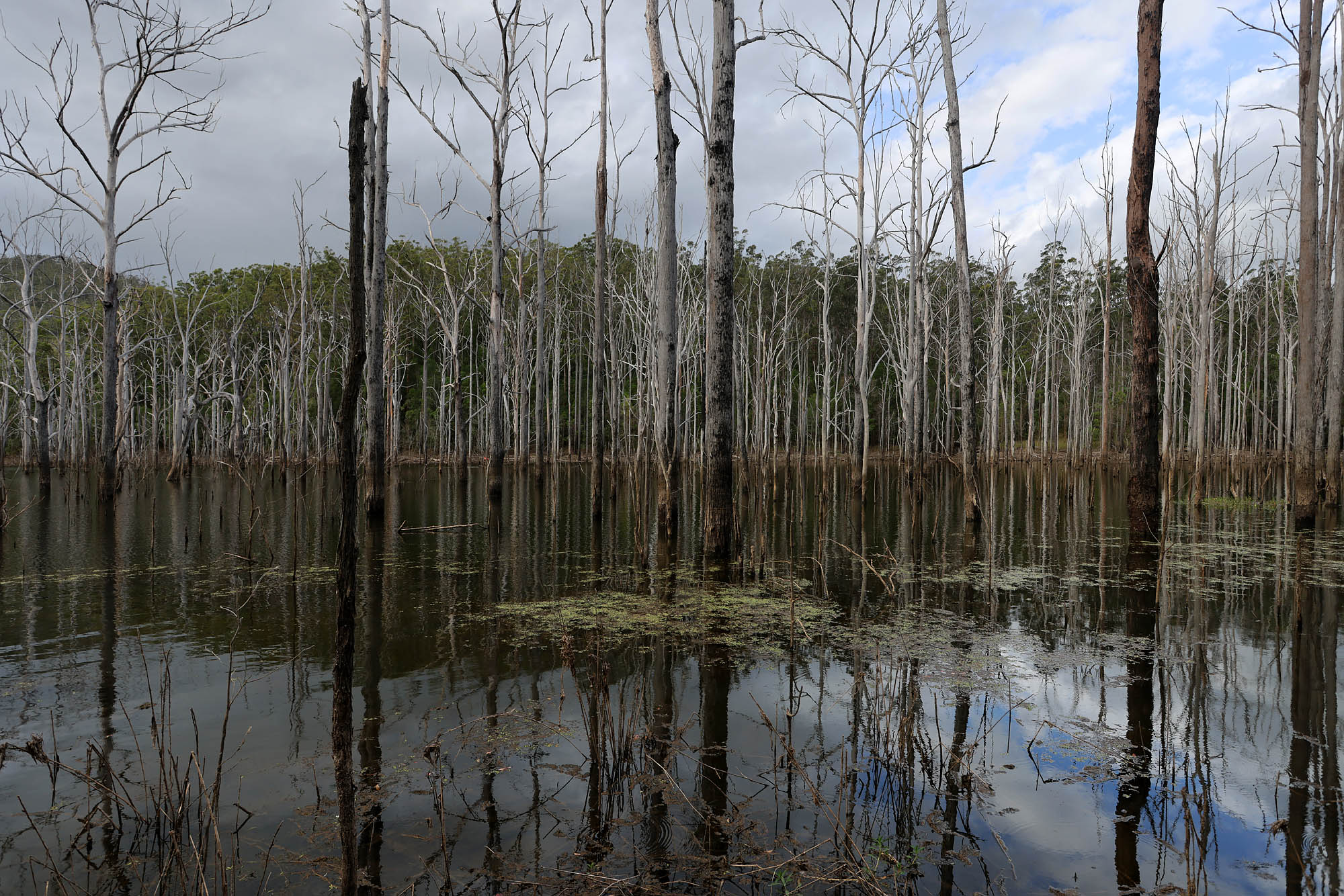 bill-hocker-advancetown-lae-springbrook-national-park-queensland-australia-2022