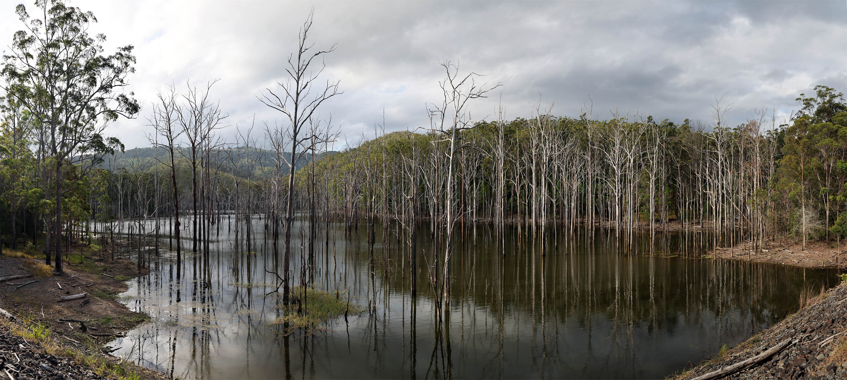 bill-hocker-advancetown-lake-springbrook-national-park-queensland-australia-2022