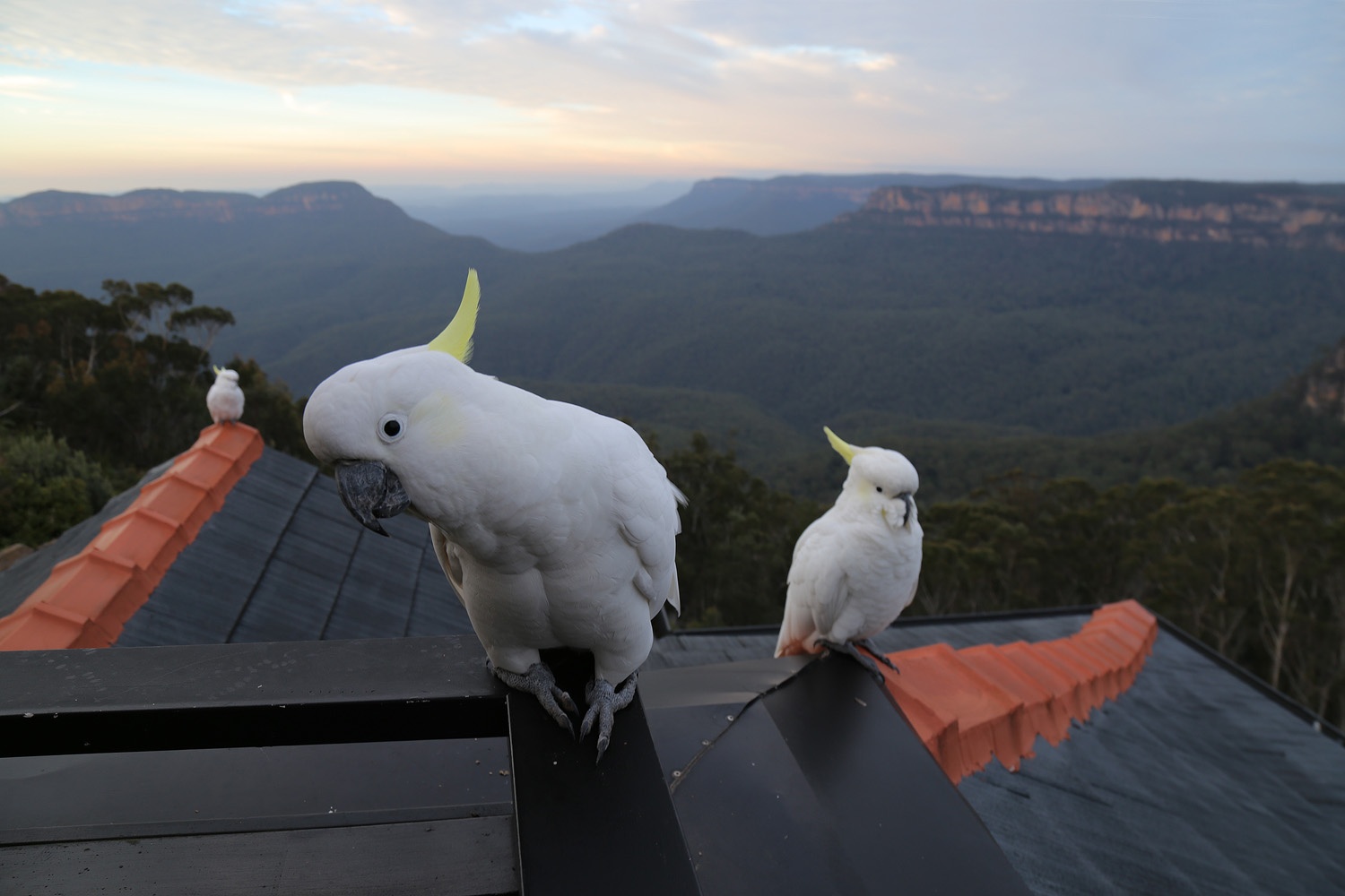 bill-hocker-cockatoos-echoes-hotel-katoomba-australia-2015