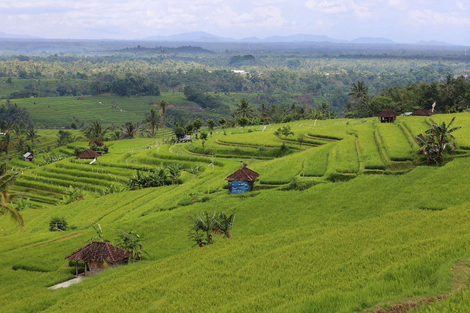 bill-hocker-rice-terraces-jatiluwih-bali-indonesia-2016