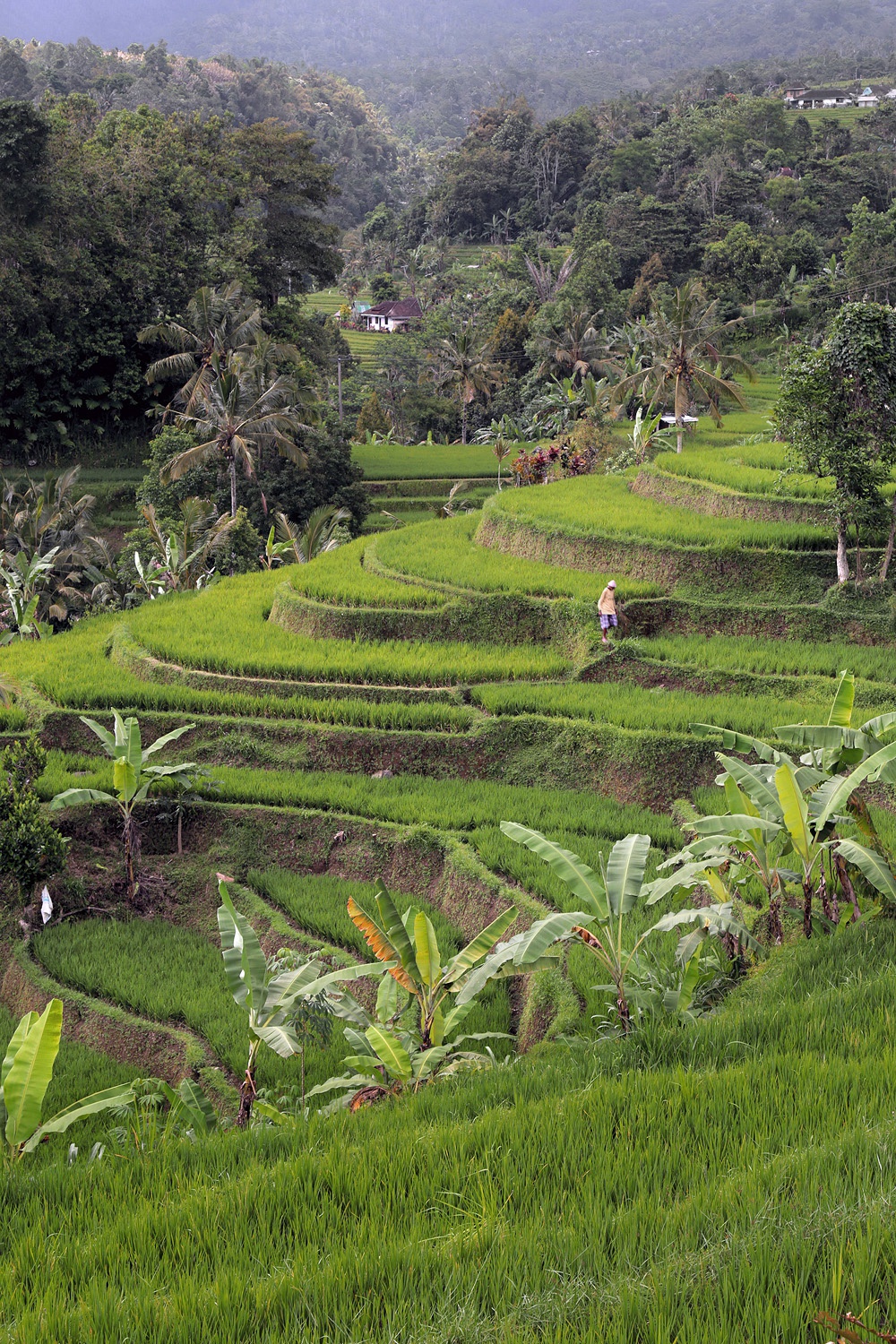 bill-hocker-jatiluwih-rice-terraces-bali-indonesia-2016