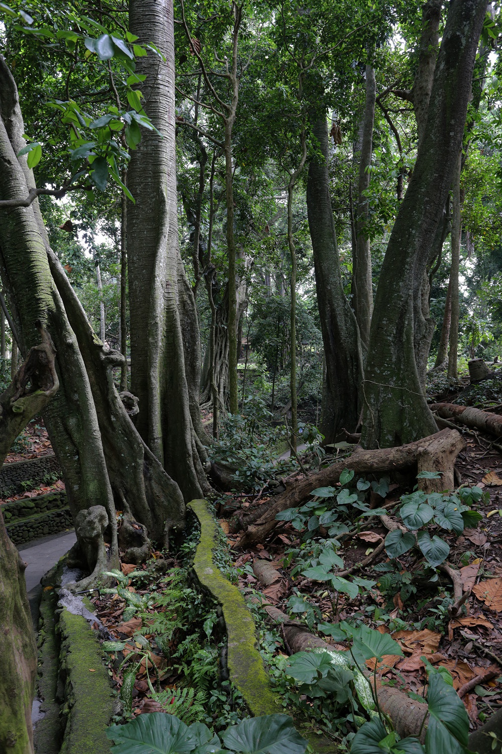 bill-hocker-monkey-forest-ubud-bali-indonesia-2016