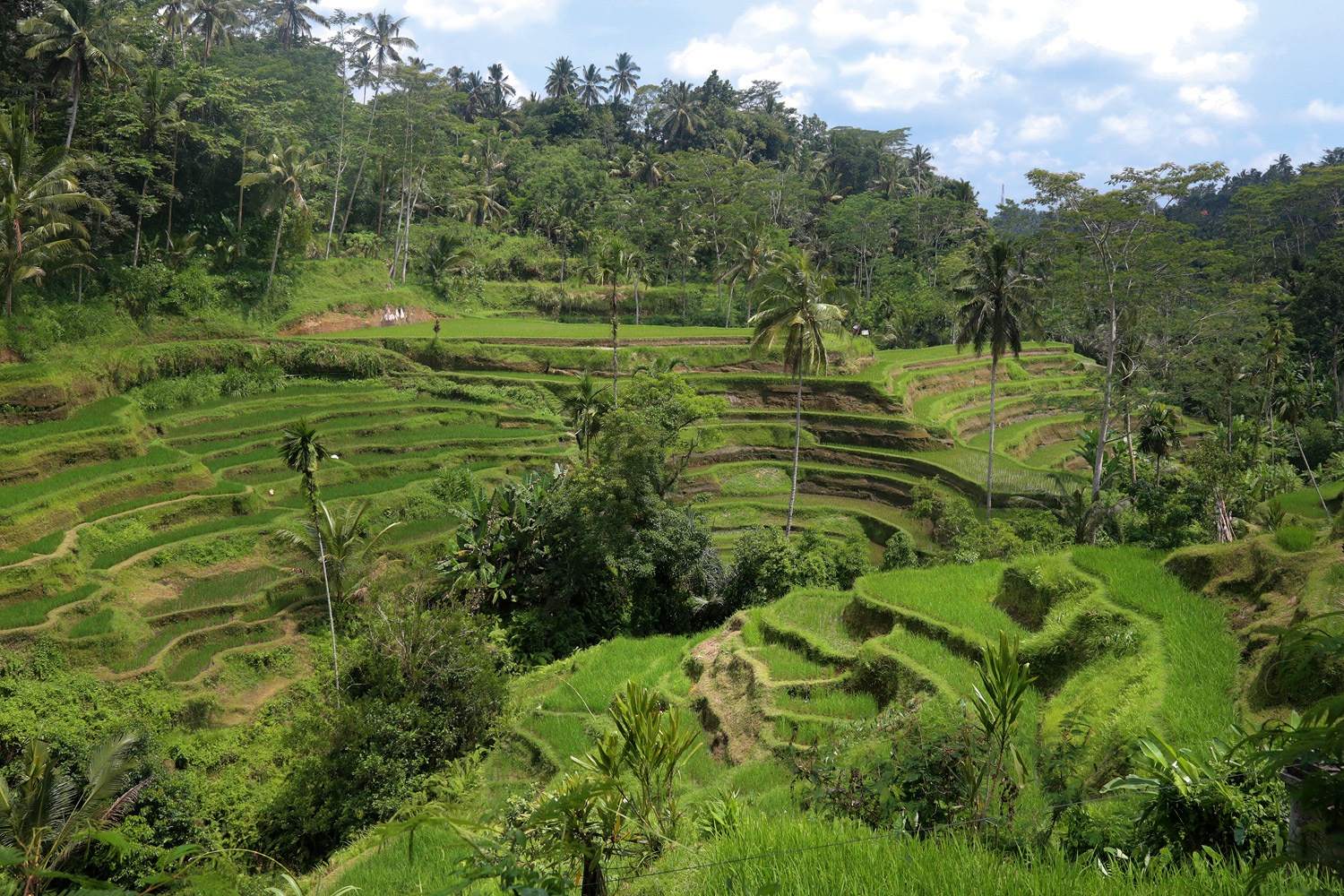 bill-hocker-tegalalang-rice-terrace-bali-indonesia-2016