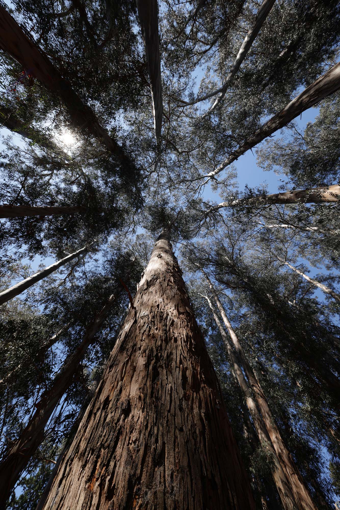 bill-hocker-eucalyptus-grove-uc-berkeley-berkeley-california-2023