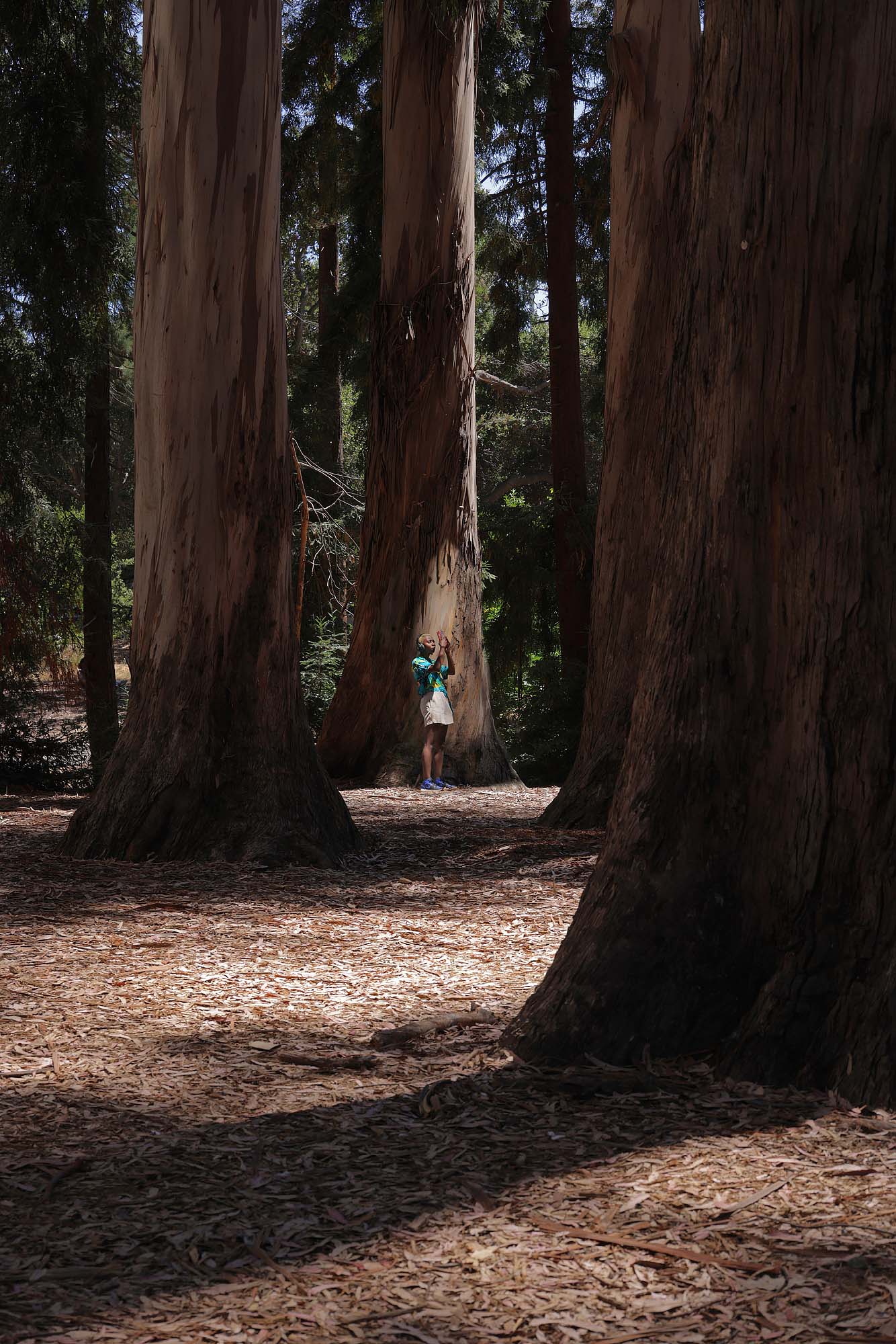 bill-hocker-eucalyptus-grove-uc-berkeley-berkeley-california-2023