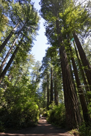 Redwood National Park
Lady Bird Johnson Grove
Humboldt County, California