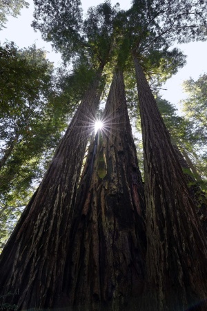 Redwood National Park
Lady Bird Johnson Grove
Humboldt County, California