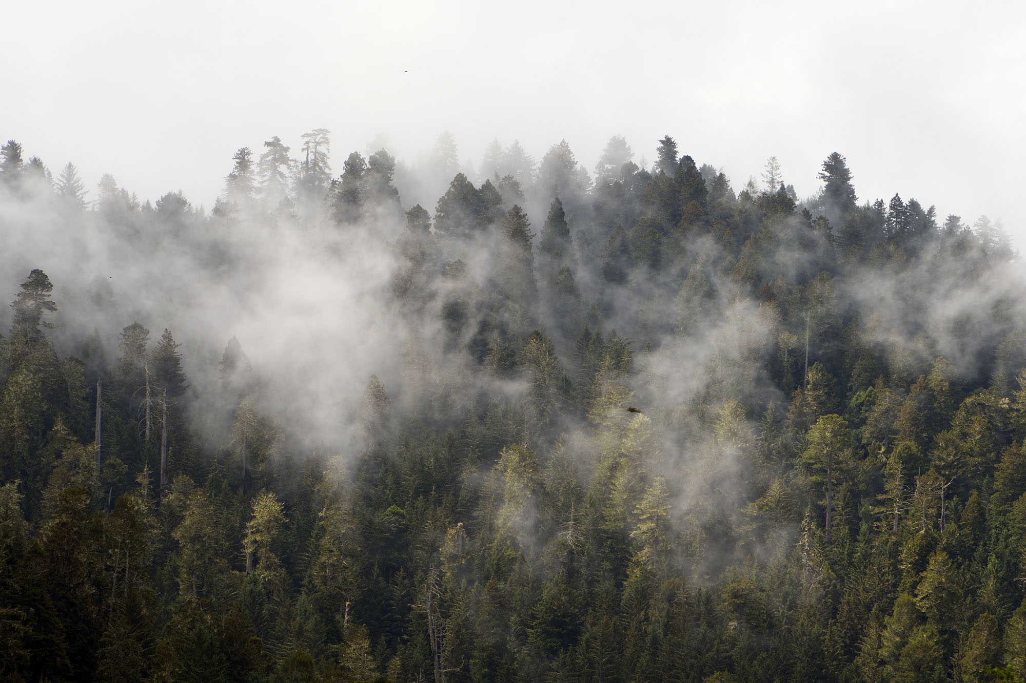 bill-hocker-redwood-forest-humboldt-county-california-2024