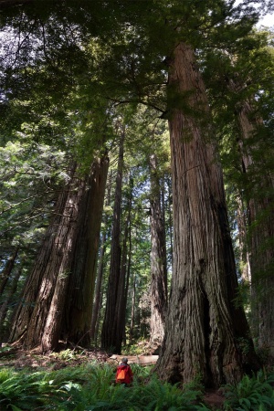 Redwood National Park
Atlas Grove
Humboldt County, California