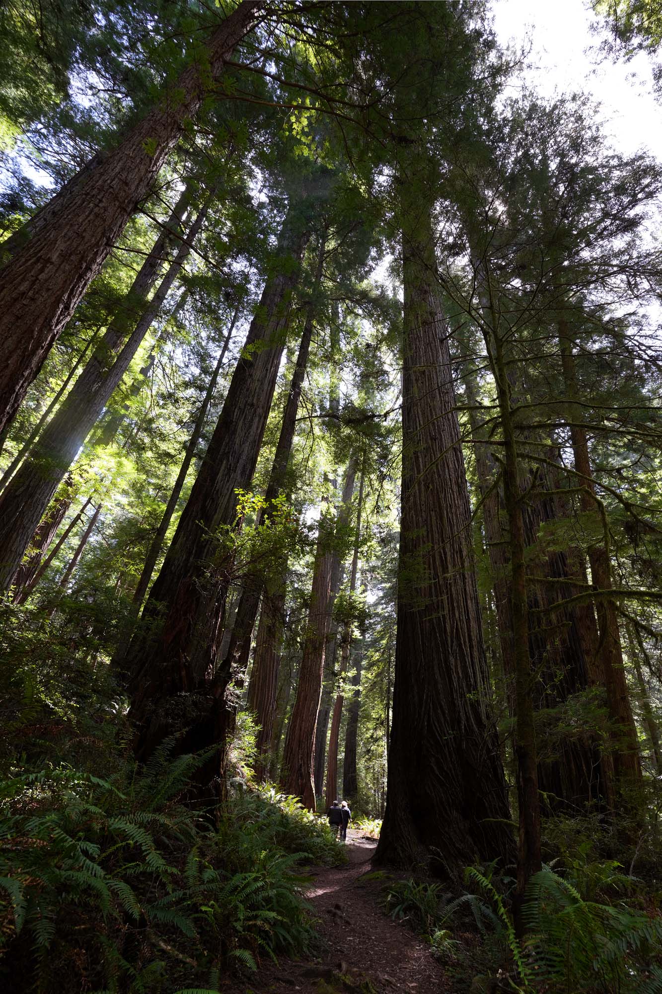 bill-hocker-redwood-national-park-atlas-grove-humboldt-county-california-2024