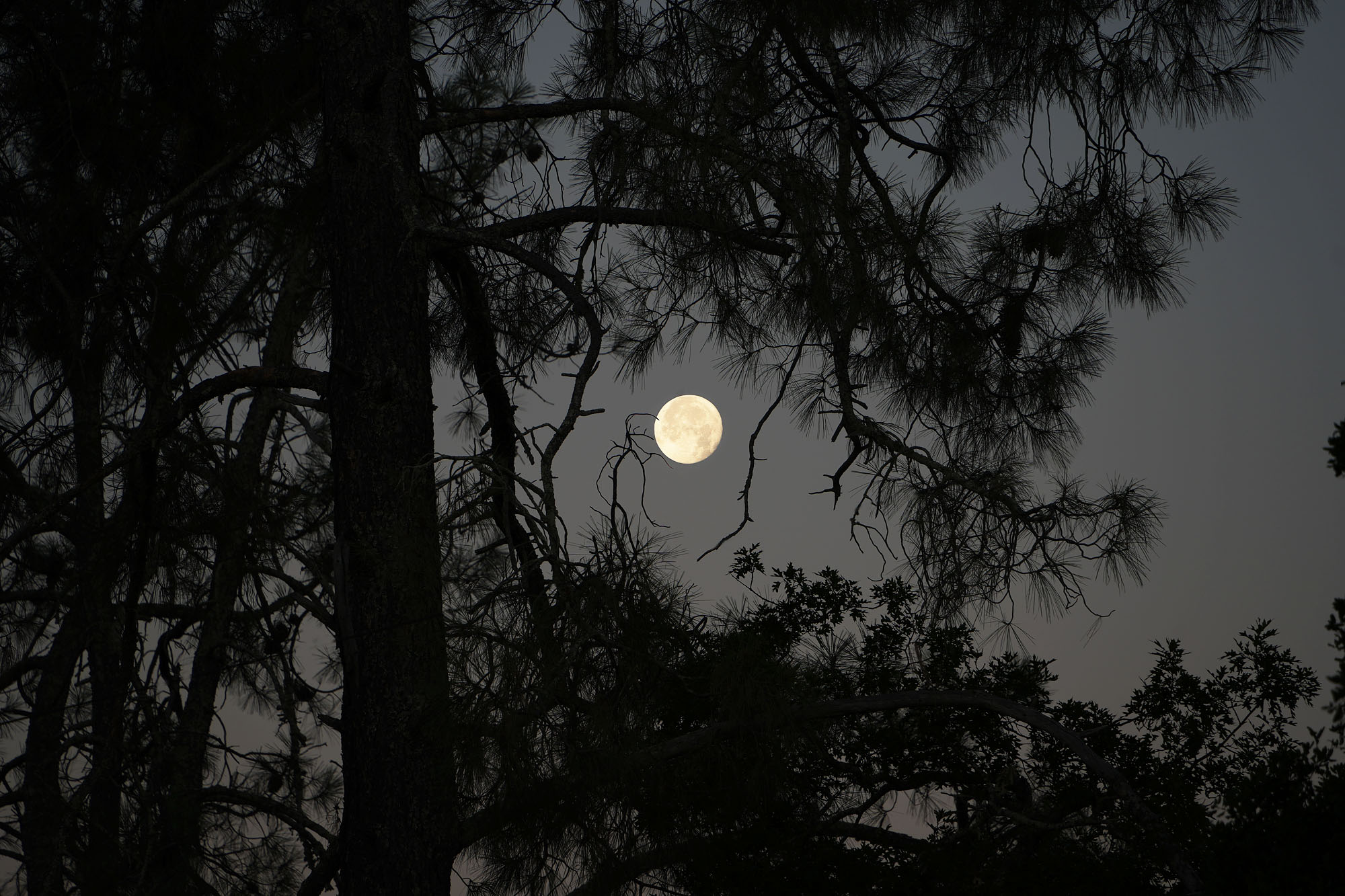 bill-hocker-strawberry-moon-twin-brook-farm-napa-county-california-2024