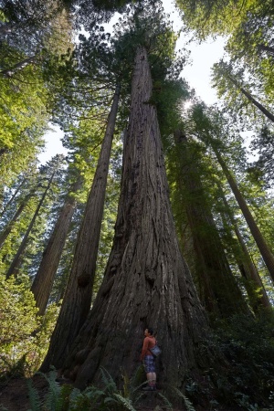Redwood National Park
Laty Bird Johnson Grove
Humboldt County, California