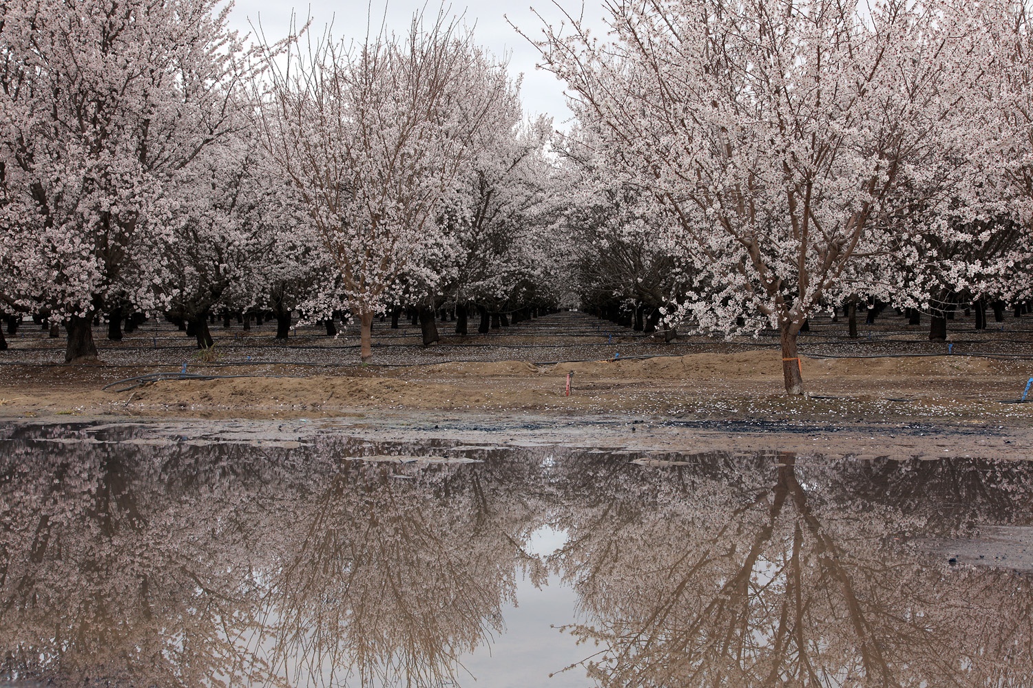 bill-hocker-almond-trees-near-bakersfield-california-2013
