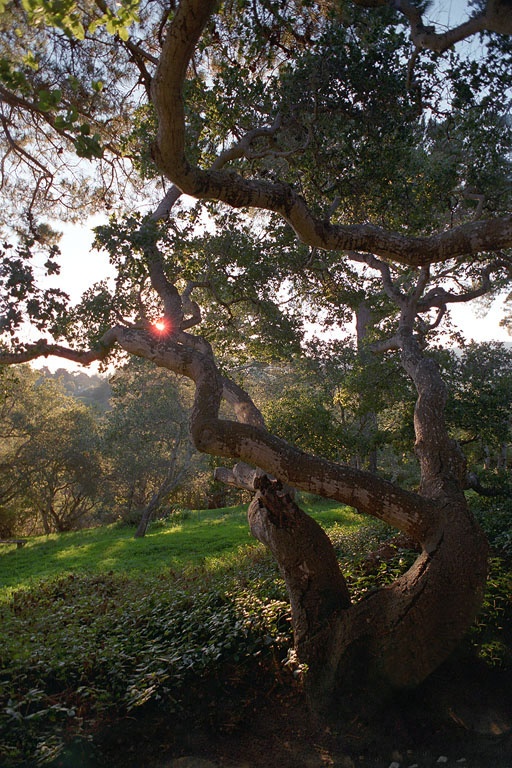 bill-hocker-oaks-carmel-california-2005
