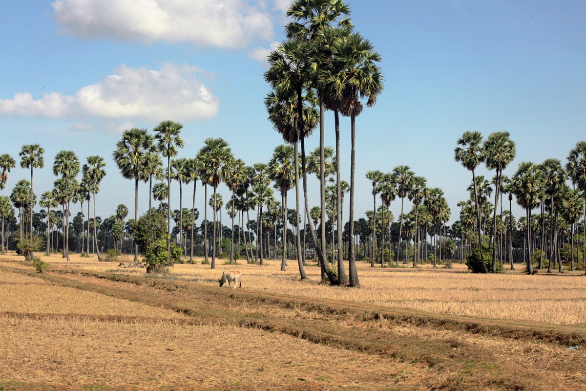 bill-hocker-palmscape-north-of-phnom-penh-cambodia-2010
