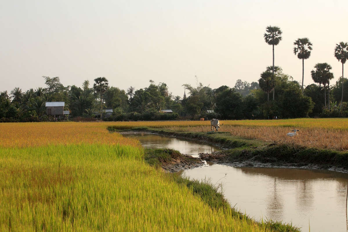 bill-hocker-ricefield-siem-reap-cambodia-2010