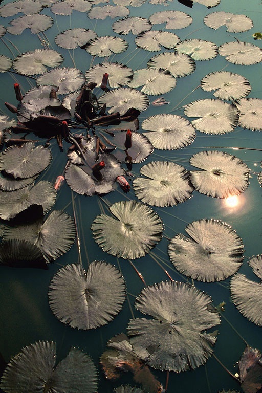bill-hocker-lotus-hua-xian-china-2002