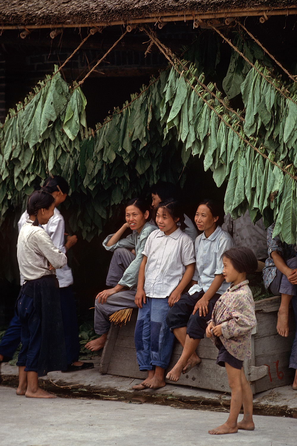 bill-hocker-tobacco-harvestors-sichuan-china-1981