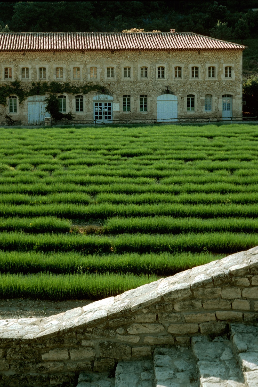 bill-hocker-lavender-senanque-monastery-france-1990