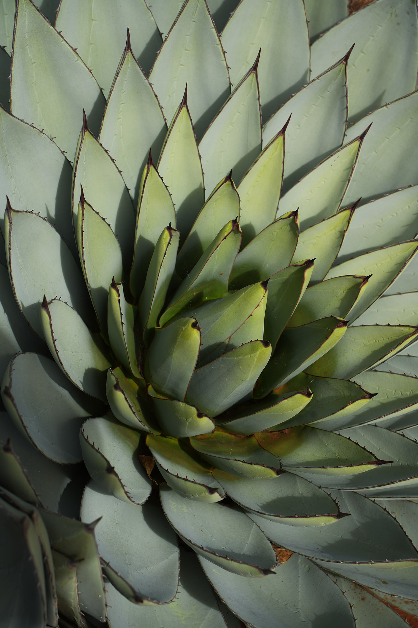 bill-hocker-agave-koko-crater-botanical-garden-oahu-hawai'i-2024