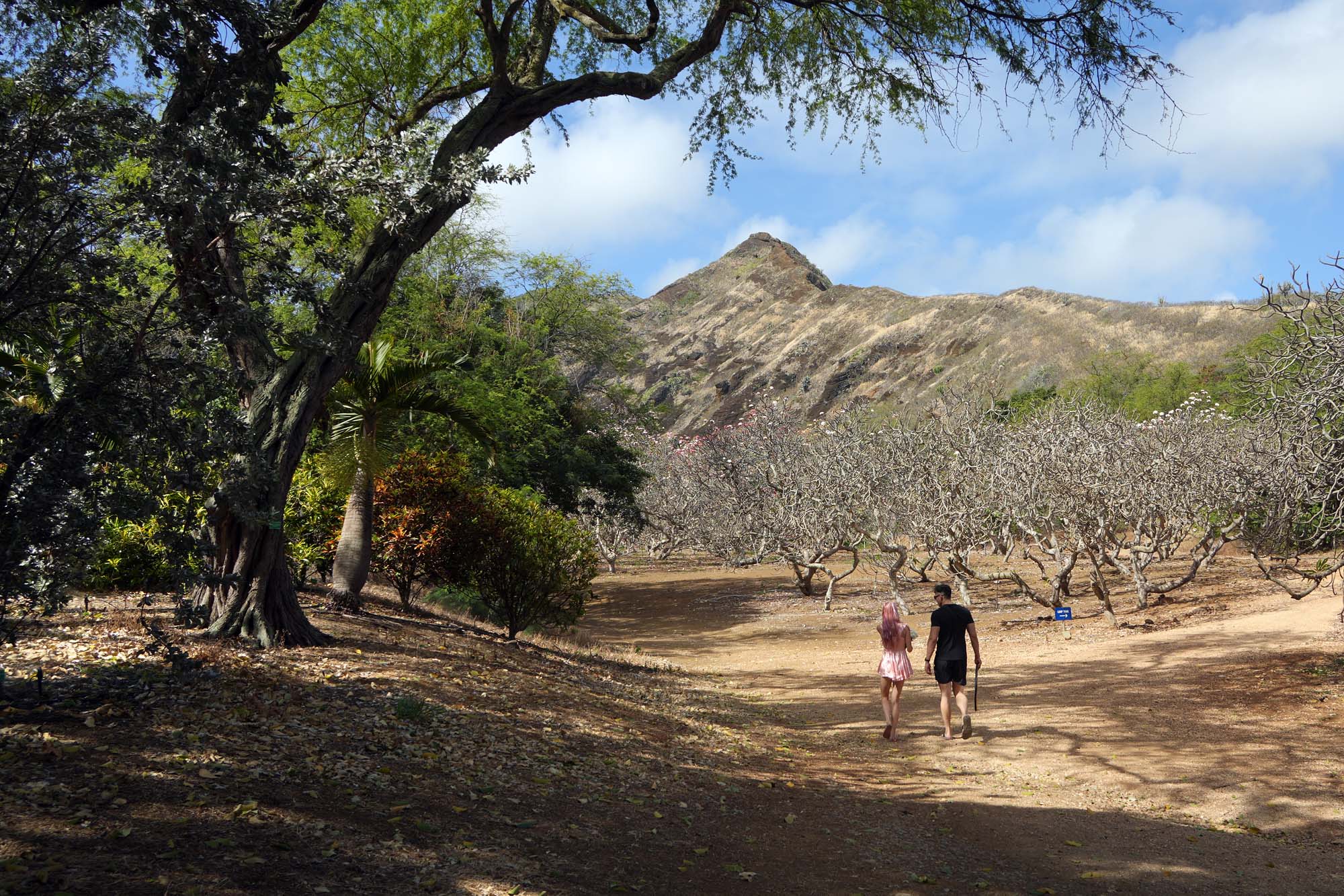 bill-hocker-koko-crater-botanical-garden-oahu-hawai'i-2024