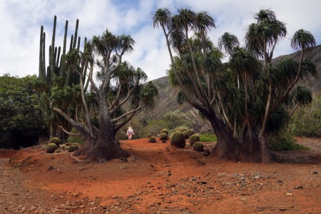 Koko Crater Botanical Garden
OAhu, Hawai'i