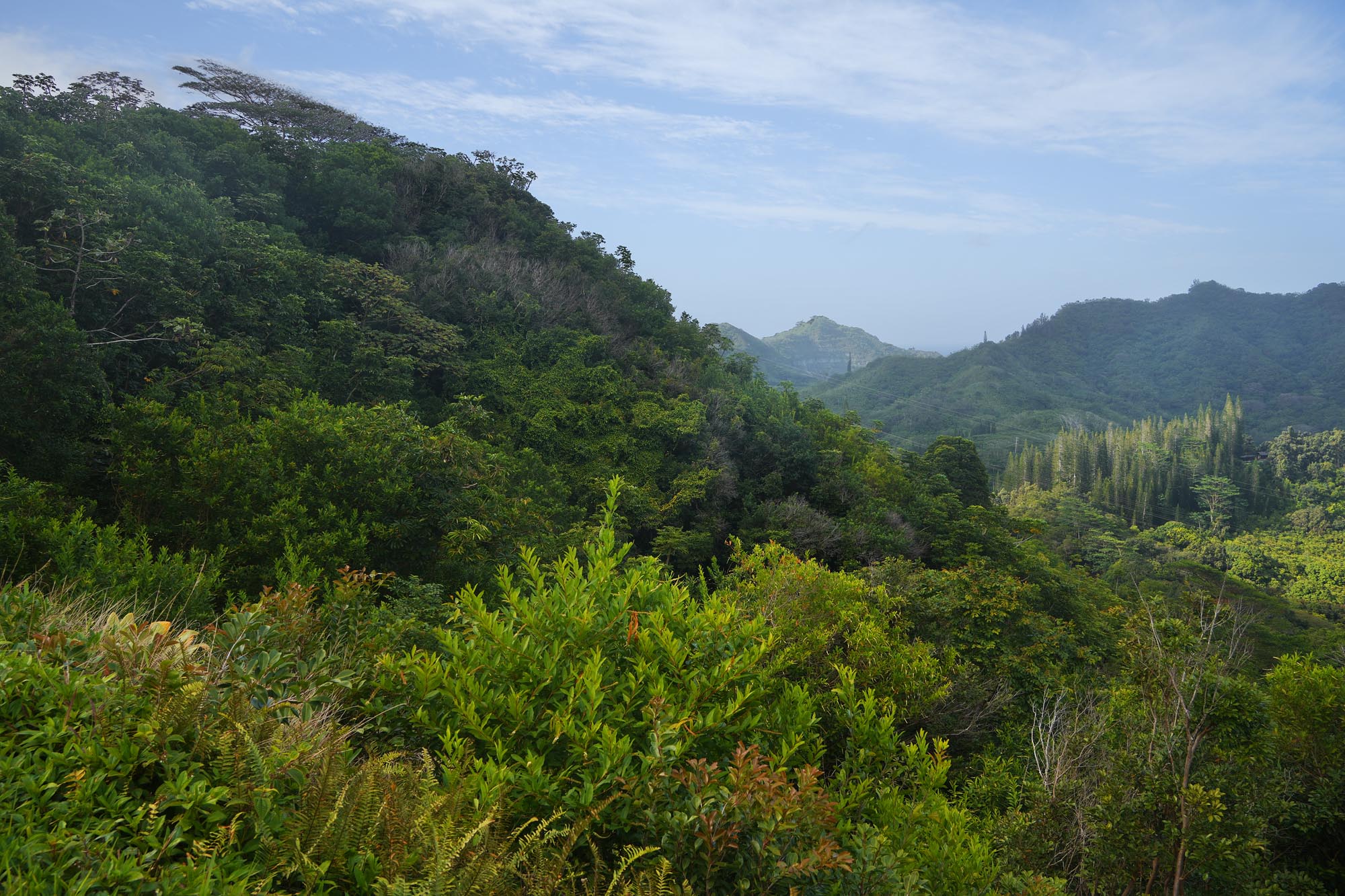 bill-hocker-turnout-pali-highway-oahu-hawai'i-2025