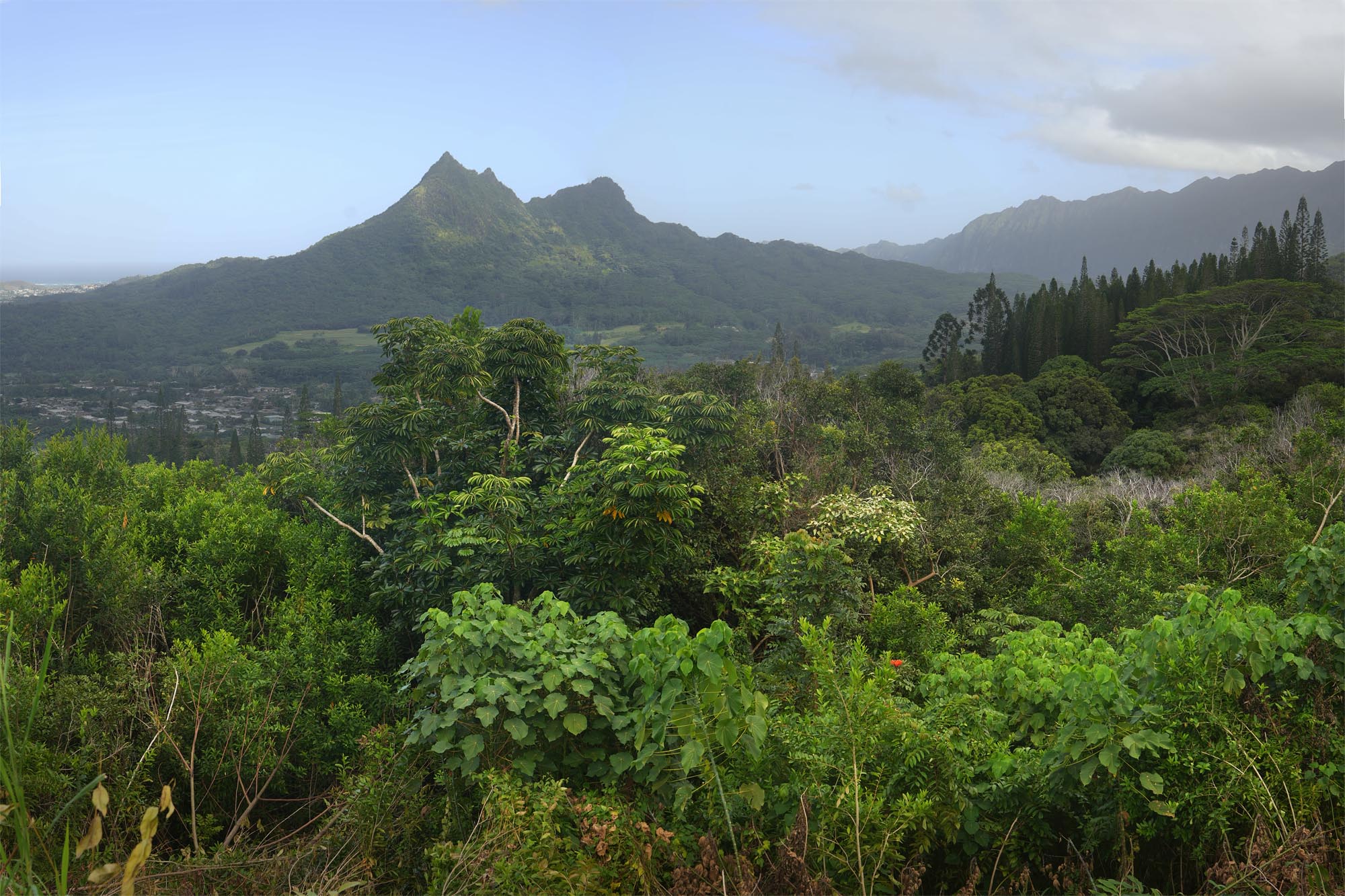 bill-hocker-turnout-pali-highway-oahu-hawai'i-2024