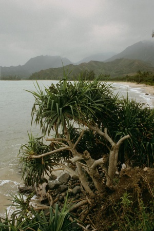Hanalei Bay
Kauai,  Hawai'i