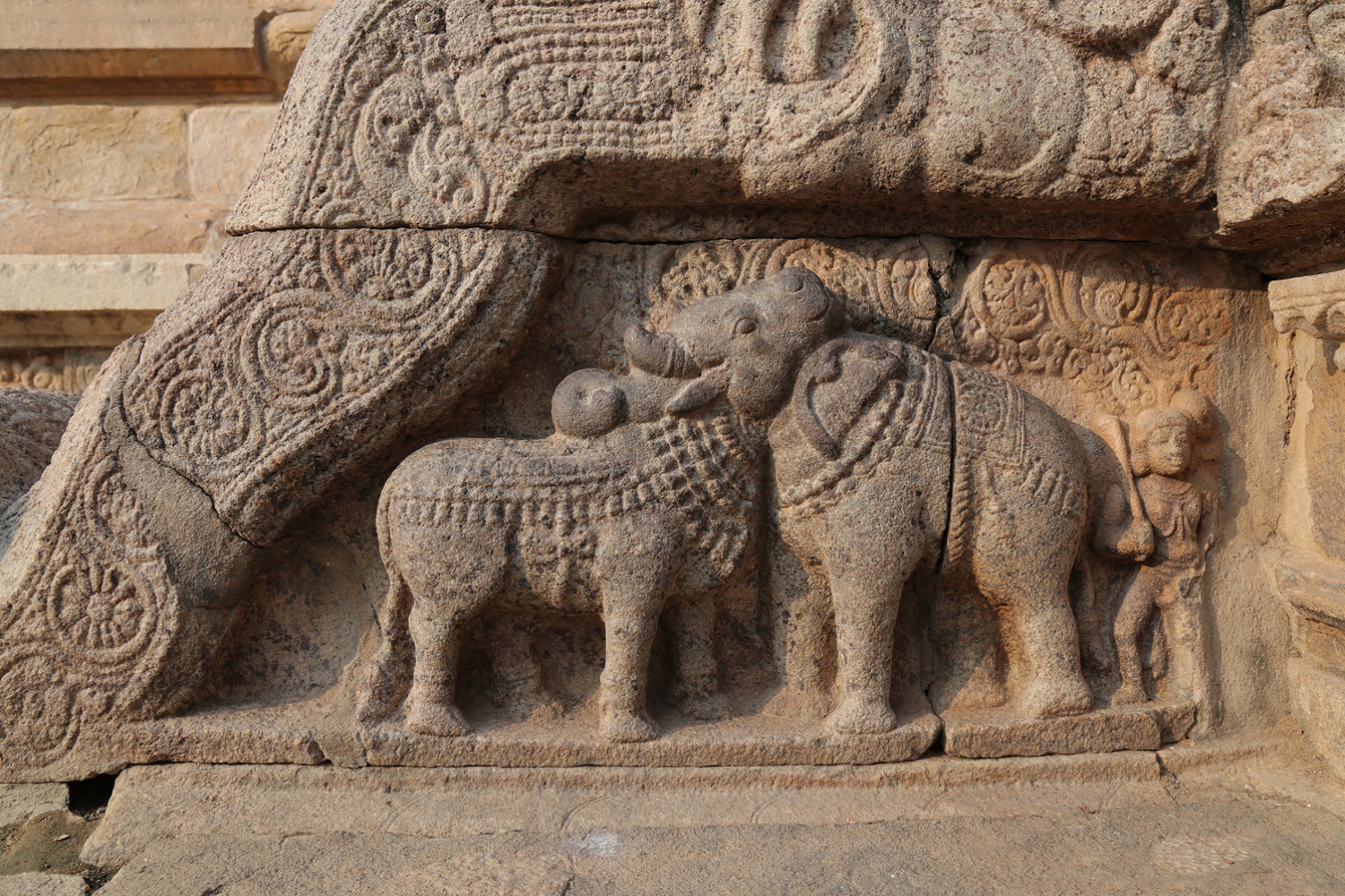 bill-hocker-cow-and-elephant-airavateswarar-temple-darasuram-india-2018