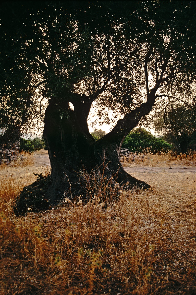 bill-hocker-olive-sardinia-1984