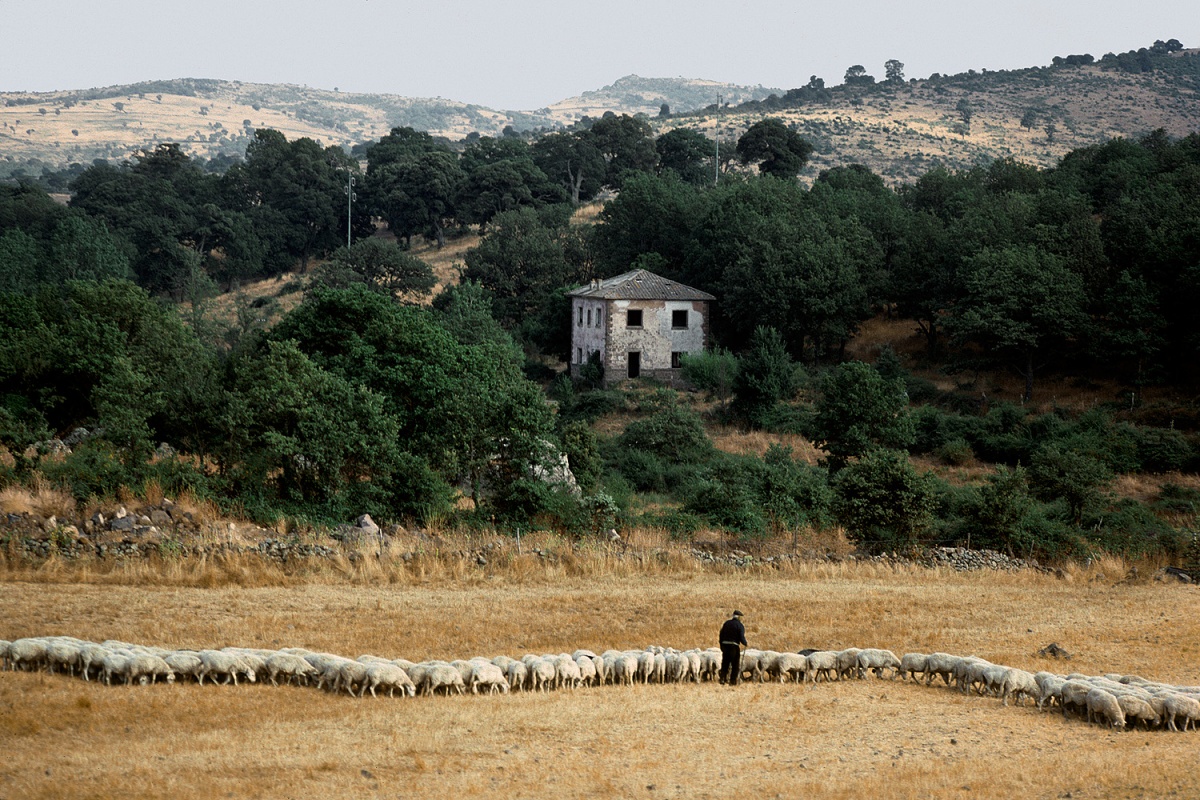 bill-hocker-sheep-herding-sardinia-1984