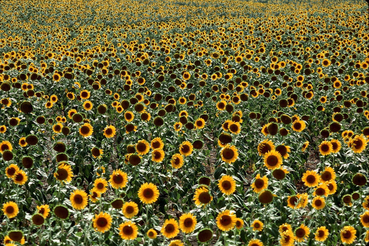 bill-hocker-sunflowers-sicily-1984