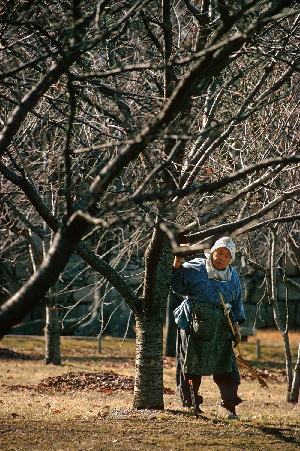 bill-hocker-gardener-kyoto-japan-1974