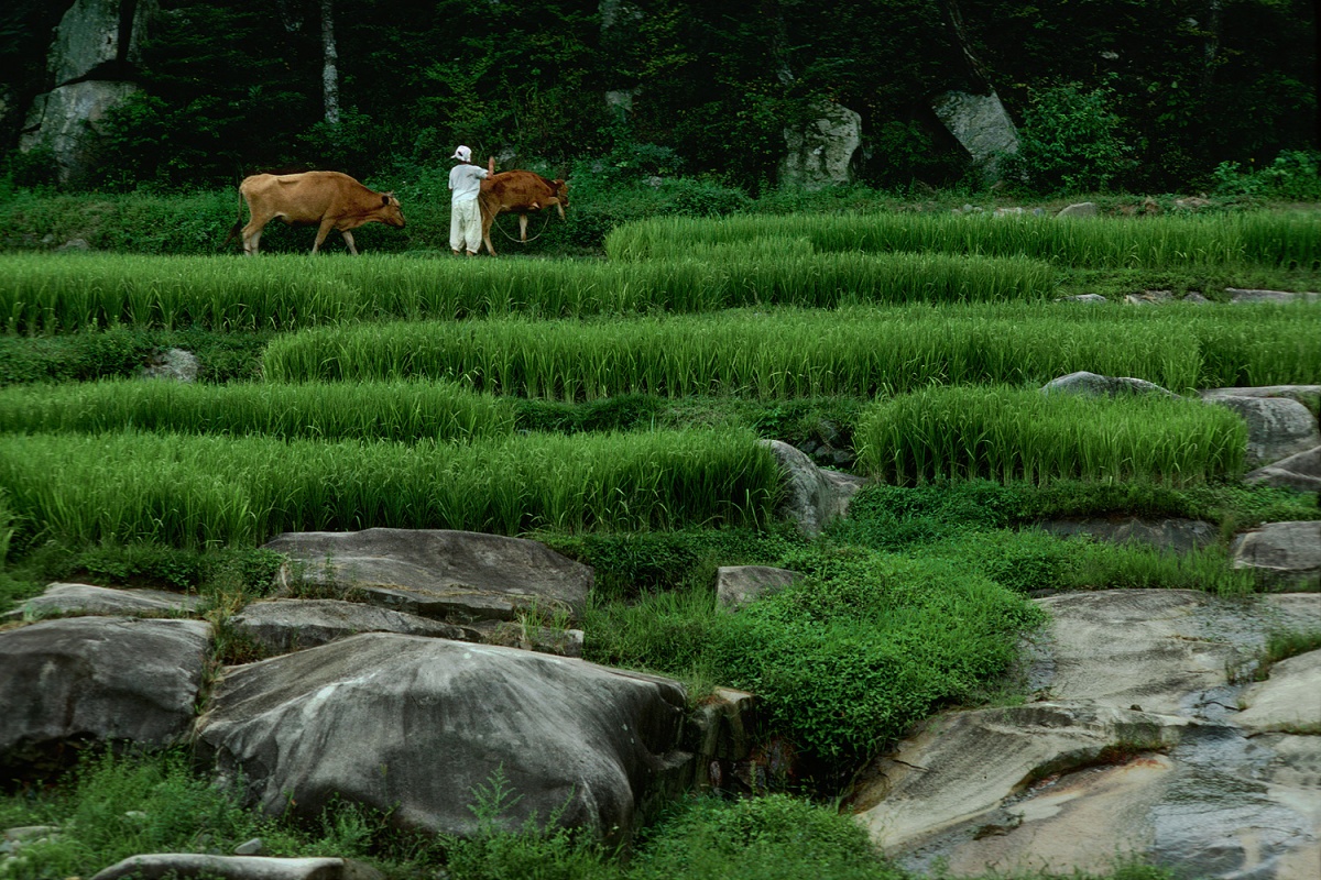 bill-hocker-rice-terraces-korea-1977