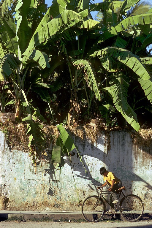 bill-hocker-banana-palms-guadalajara-mexico-1973