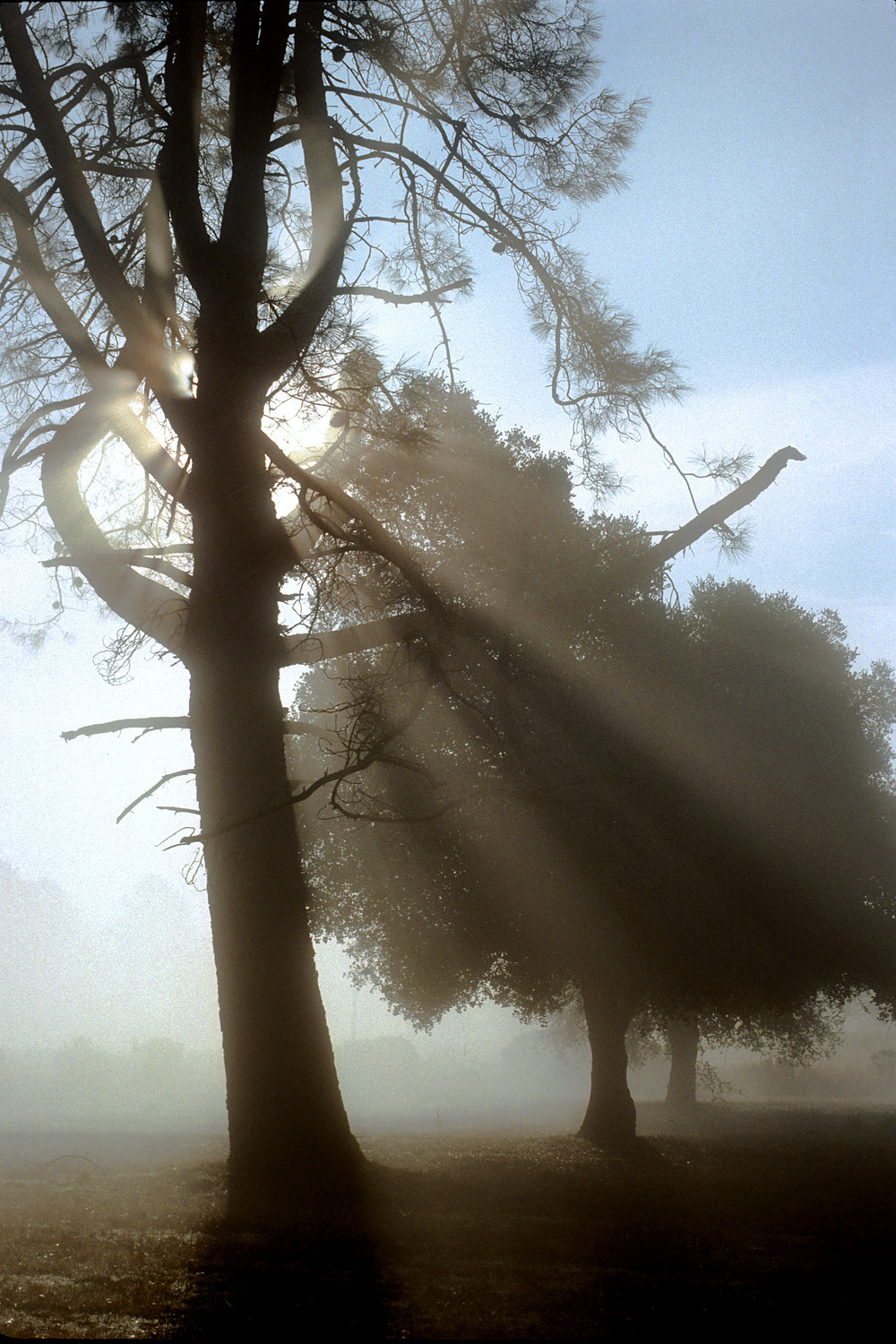 bill-hocker-digger-pine-&-oaks-twin-brook-farm-california-2000