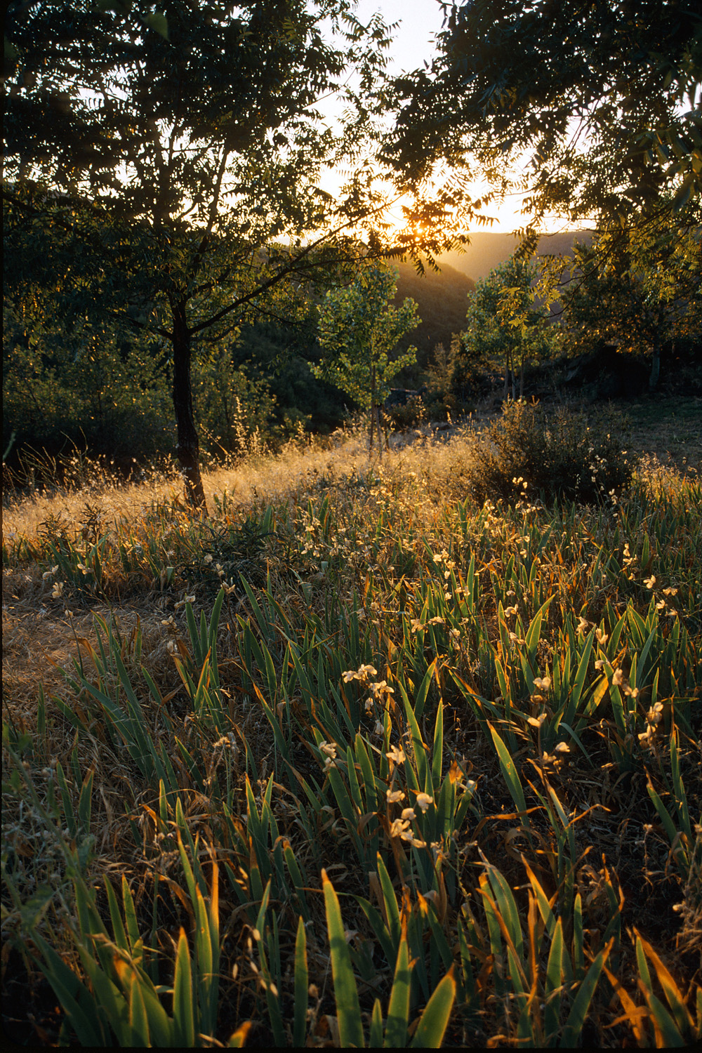 bill-hocker-irises-&-walnuts-in-summer-twin-brook-farm-california-2001