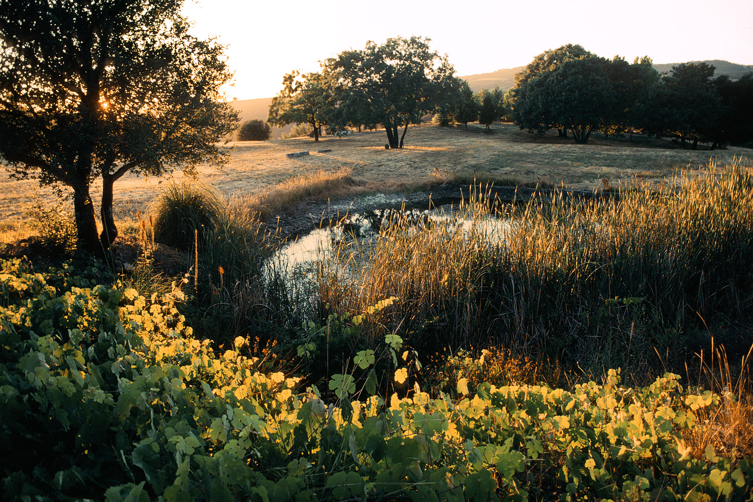 bill-hocker-the-pond-in-summer-twin-brook-farm-california-2001