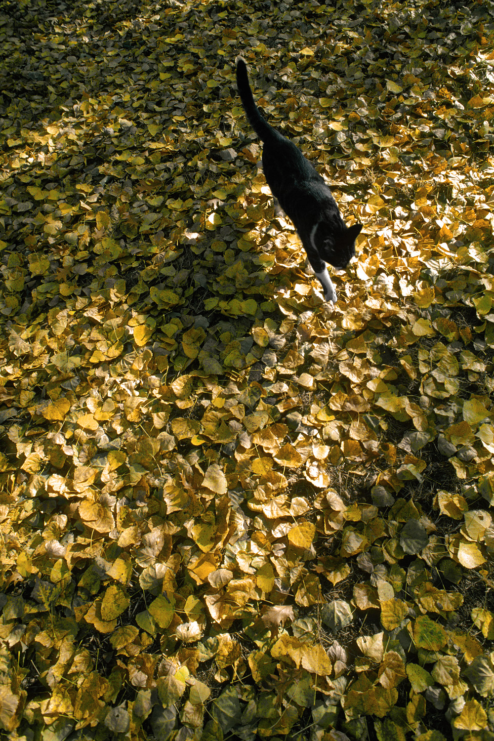 bill-hocker-cat-&-cottonwood-leaves-twin-brook-farm-california-2001